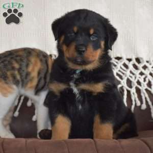 Ajax, Rottweiler Mix Puppy